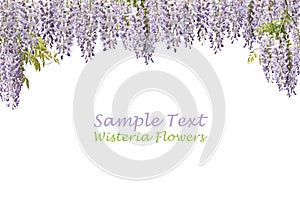 Two Wisteria Flowers photo