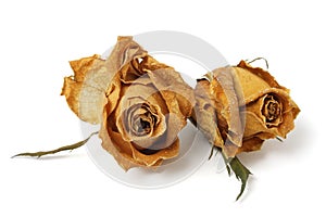 Two Withered Rose