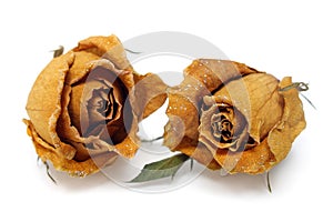 Two Withered Rose