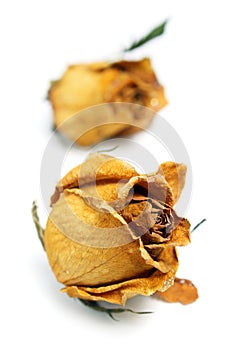 Two Withered Rose