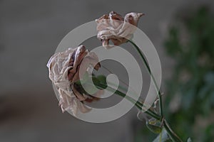 Two withered roses on a gray background