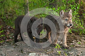 Two Wolf (Canis lupus) Pups Stand on Rock