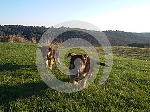 Two wolf puppies running towards the camera