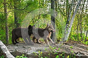 Two Wolf Pups (Canis lupus) Stand on Rock