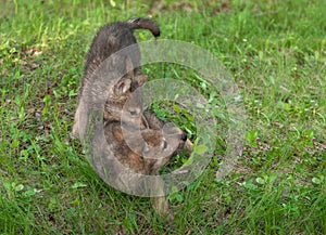 Two Wolf Pups (Canis lupus) Tussle in the Grass