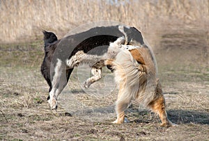 Two wolfhounds are fighting on dog fights.
