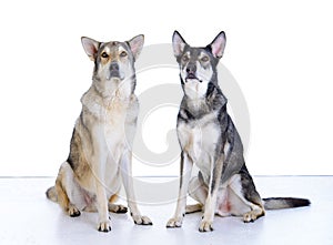 Two wolfhounds photo