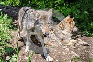 Two wolfs in forest