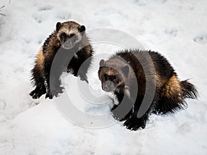 Two wolverines, gulo gulo, with snow and white background