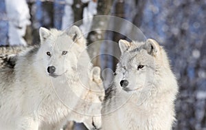 Two wolves in forest