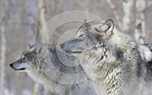 Two wolves in forest