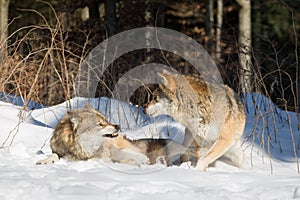 Two wolves, one in agressive, on in defensive stance