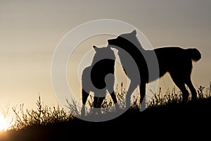 Two wolves silhouetted at sunrise