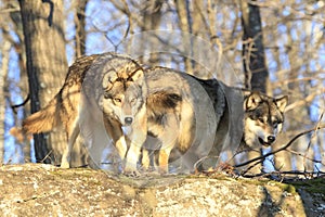 Two wolves stalking towards kill