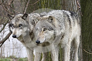 Two Wolves Staring Intently photo