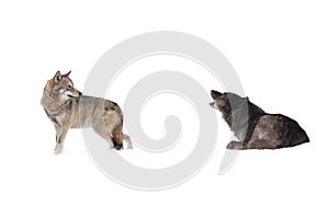 Two wolves to isolated on white