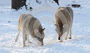 Two wolves in the winter in the forest