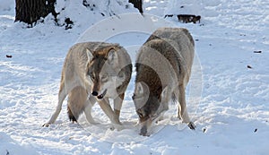 Two wolves in the winter in the forest