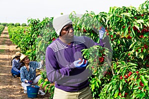 Two woman and one man are working