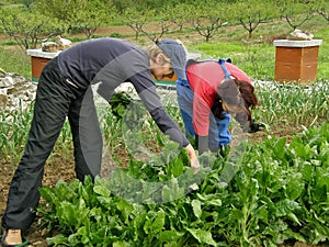 Two woman picking chard