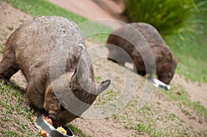 Two Wombats Eating Dinner