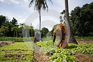 Two Women Farmers Weeding A Salad Garden In A West African Rural Community