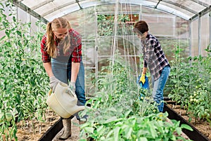 Two women with garden watering can waters plants and green tomatoes, gardening and greenhouse concept