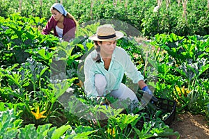 Two women harvesting marrows