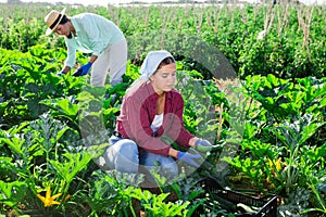 Two women harvesting marrows