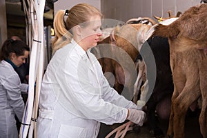 Two women milking goats