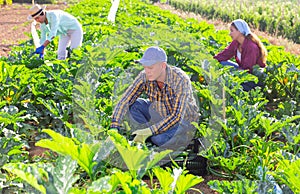 Two women and one man picking marrows