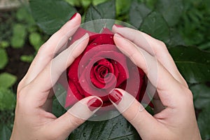 Two women`s hands with a beautiful red manicure gently touch the petals of a red rose. Symbol of love, tenderness, flutter