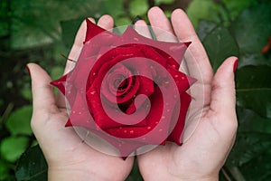 Two women`s hands with a beautiful red manicure gently touch the petals of a red rose. Symbol of love, tenderness, flutter