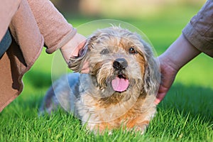 Two women stroking a cute dog