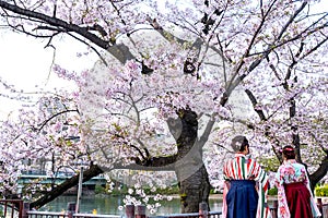 Two women wear traditional Japanese Kimono or Yukata, women behind while sightseeing sakura in sakura cherry blossoms park, in Jap