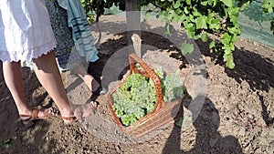 Two Women at Work in Vineyard