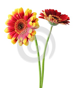 Two wonderful Gerberas Daisies isolated on white background.