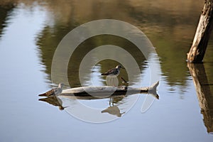 Two wood sandpipers on a log in a tranquil lake. Tringa glareola.