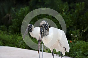 Two wood storks foraging for food