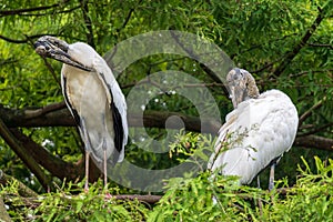 Two wood storks Mycteria americana preening in cypress tree - Davie, Florida, USA