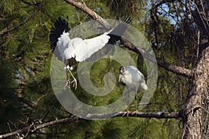 Two wood storks in a pine tree in central Florida.