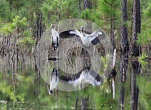 Two Wood Storks Reflection