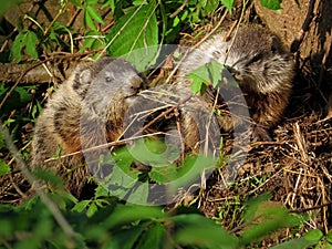 Two Woodchuck Pups in Nature