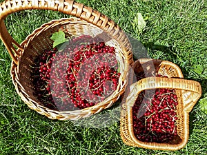 Two wooden baskets with perfect ripe red currants in the sunlight on the grass in the garden