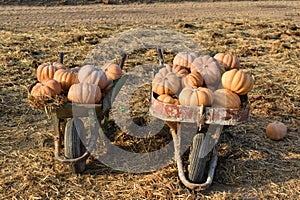 Two wooden wheelbarrows overflowing with orange pumpkins, set in a grassy field.