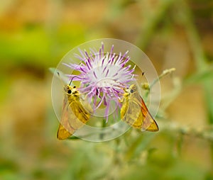Two Woodland Skippers on a Spear Thistle photo