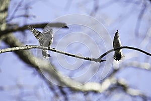 Two Woodpeckers Dating photo