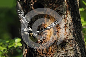 Two Woodpeckers in flight photo