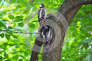 Two woodpeckers are sitting on a tree in the park