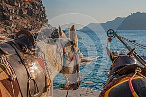 Two work donkeys in the Oia village, Santorini